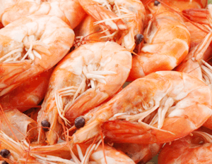 header_shrimp